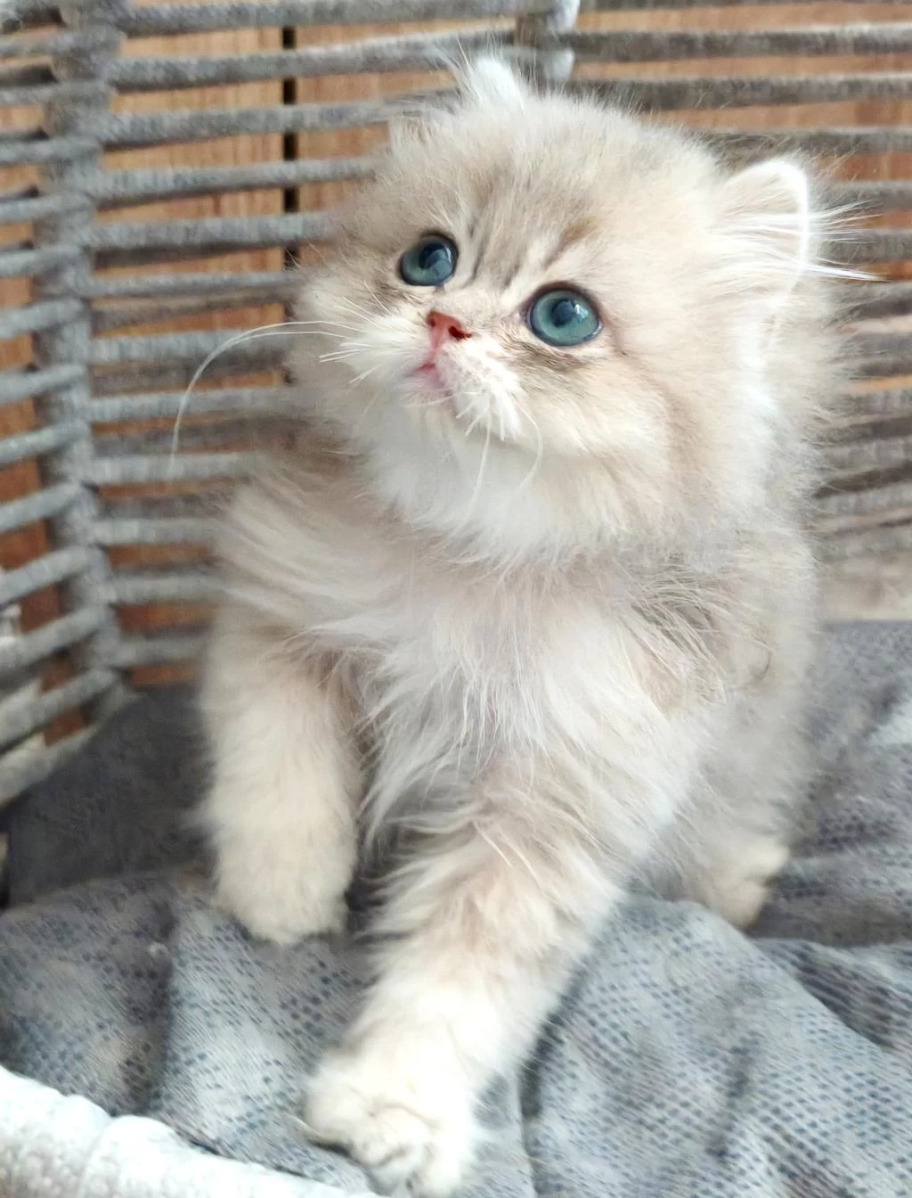 British Longhair Safkan