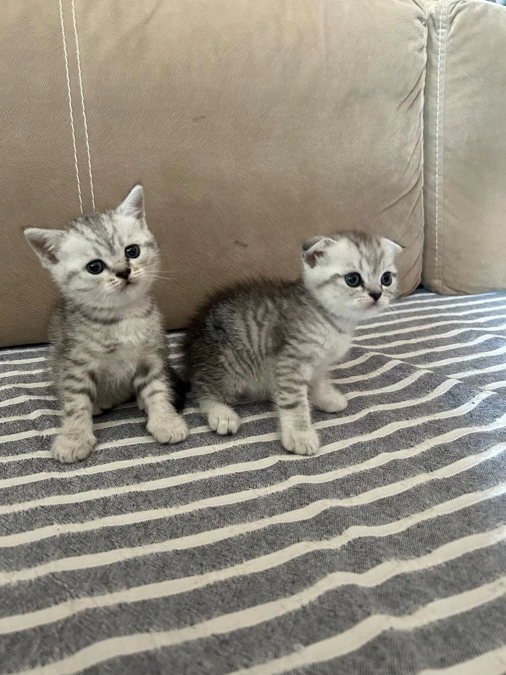Scottish Fold Erkek Kedimiz