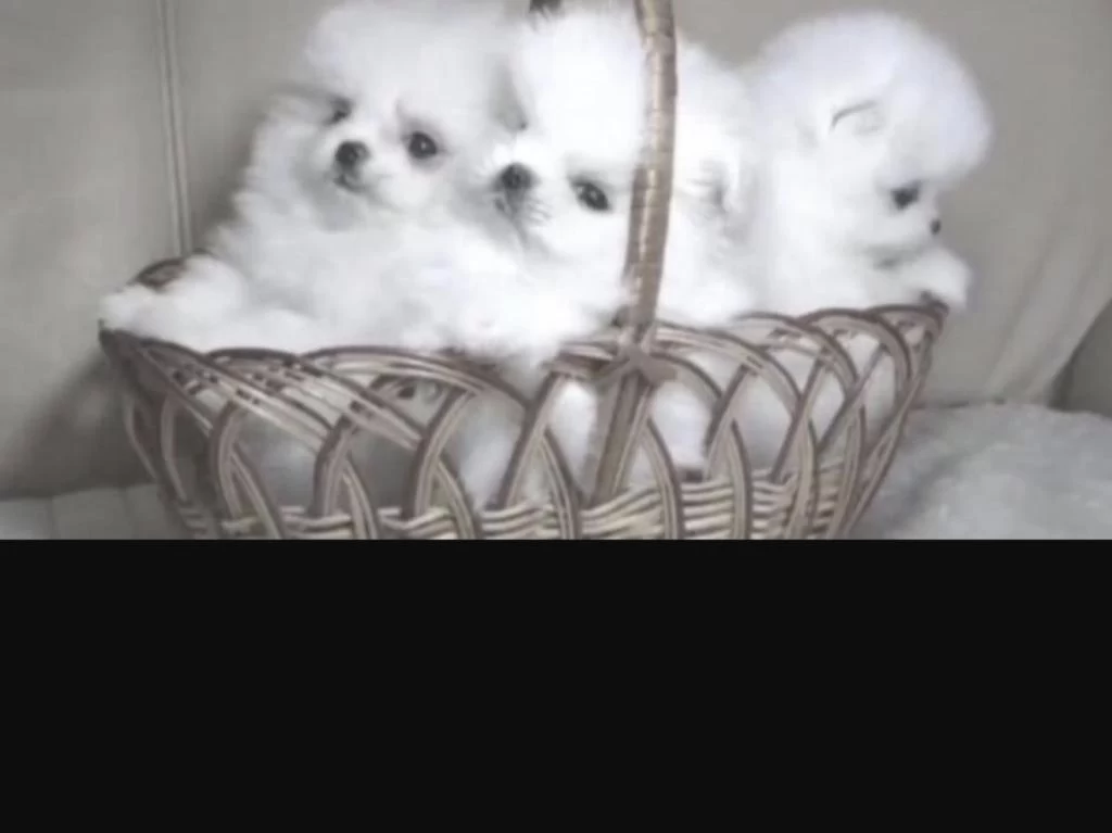 Pomeranian Boo Köpekleri İçin Ulaşin