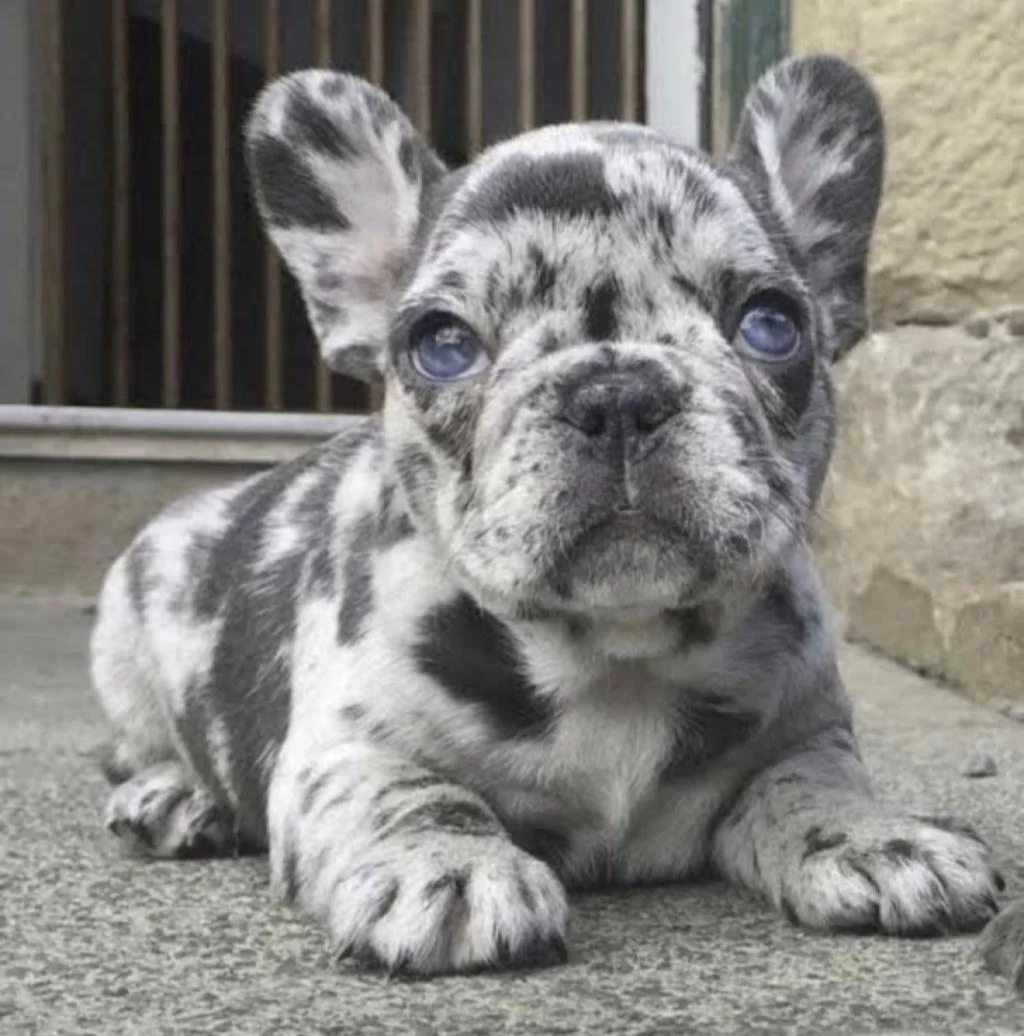 French Bulldog Köpeğimiz İçin Ulaşin