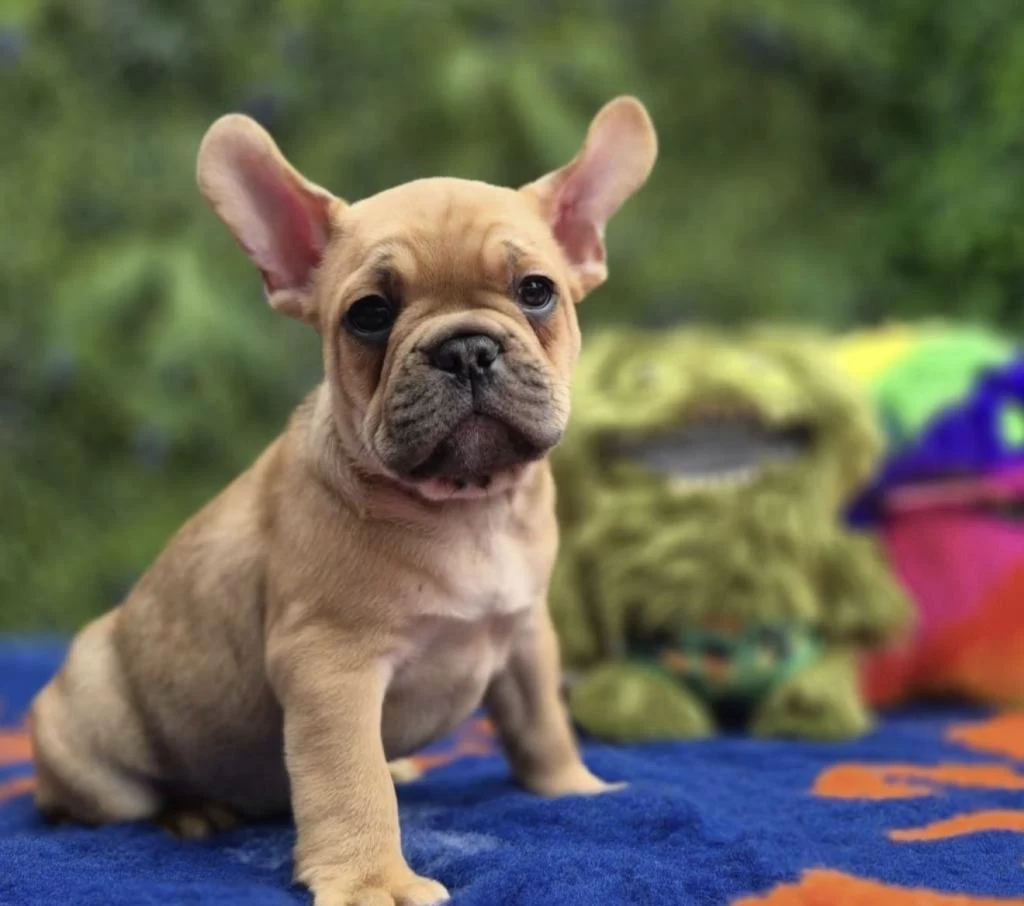 French Bulldog Köpeği