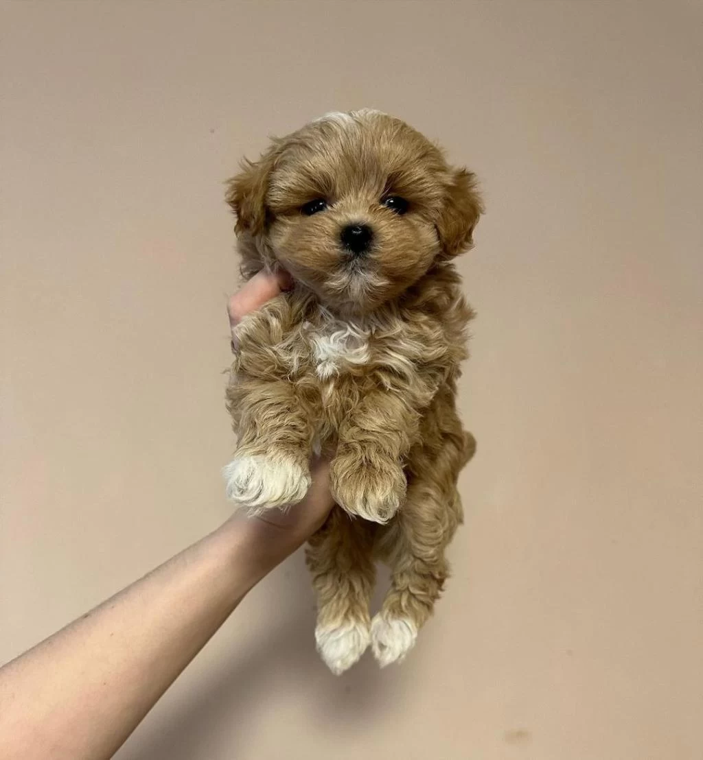 Toy Poodle Kalitesinde Maltipoo Yavrulari