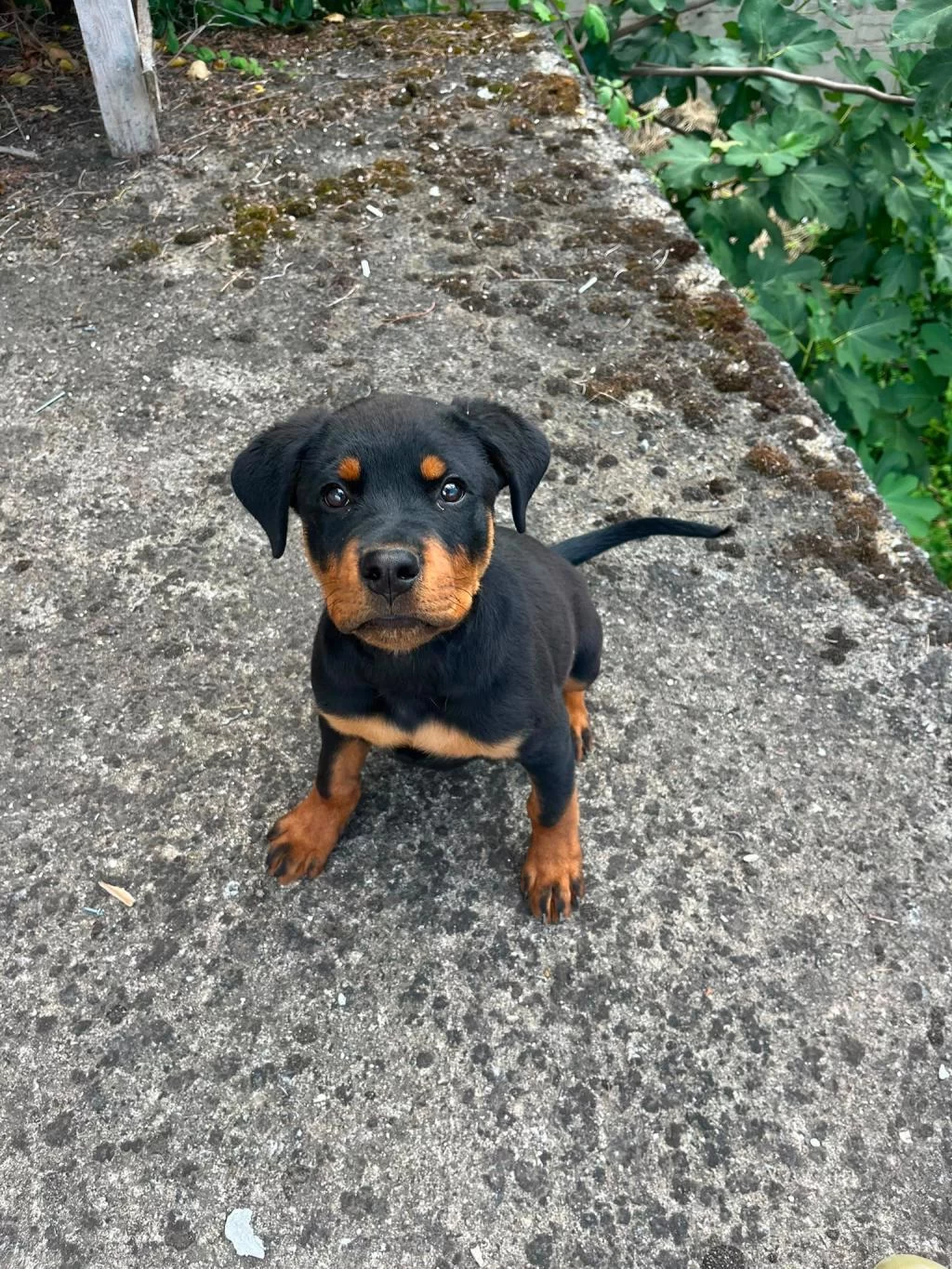 Sağlıklı Rottweiler Erkek