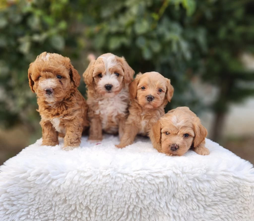 Aşili Pasaportlu Mikroçipli Maltipoo Yavrularimiz