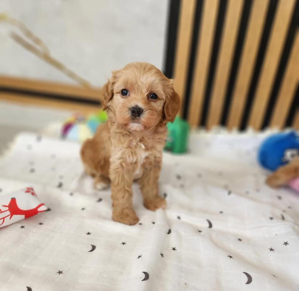 Aşili Pasaportlu Mikroçipli Maltipoo Yavrularimiz