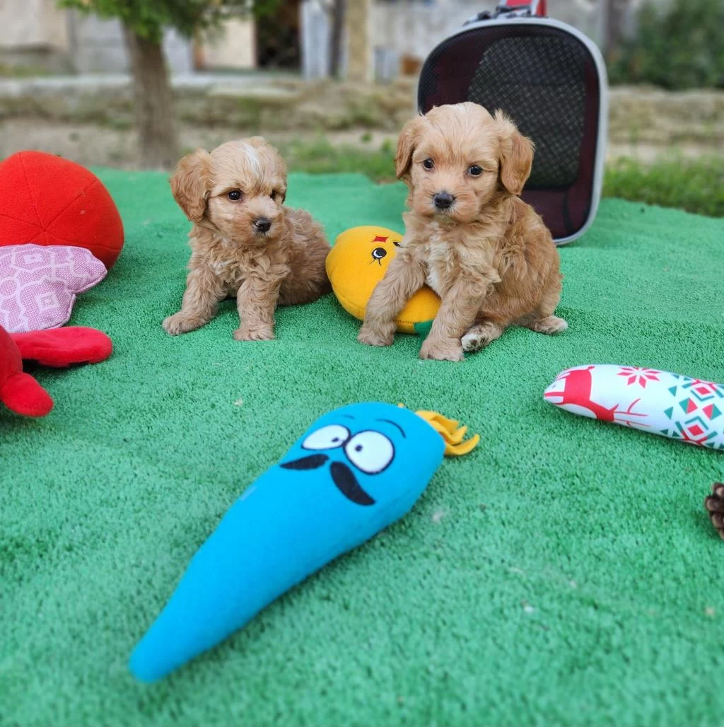 Aşili Pasaportlu Mikroçipli Maltipoo Yavrularimiz