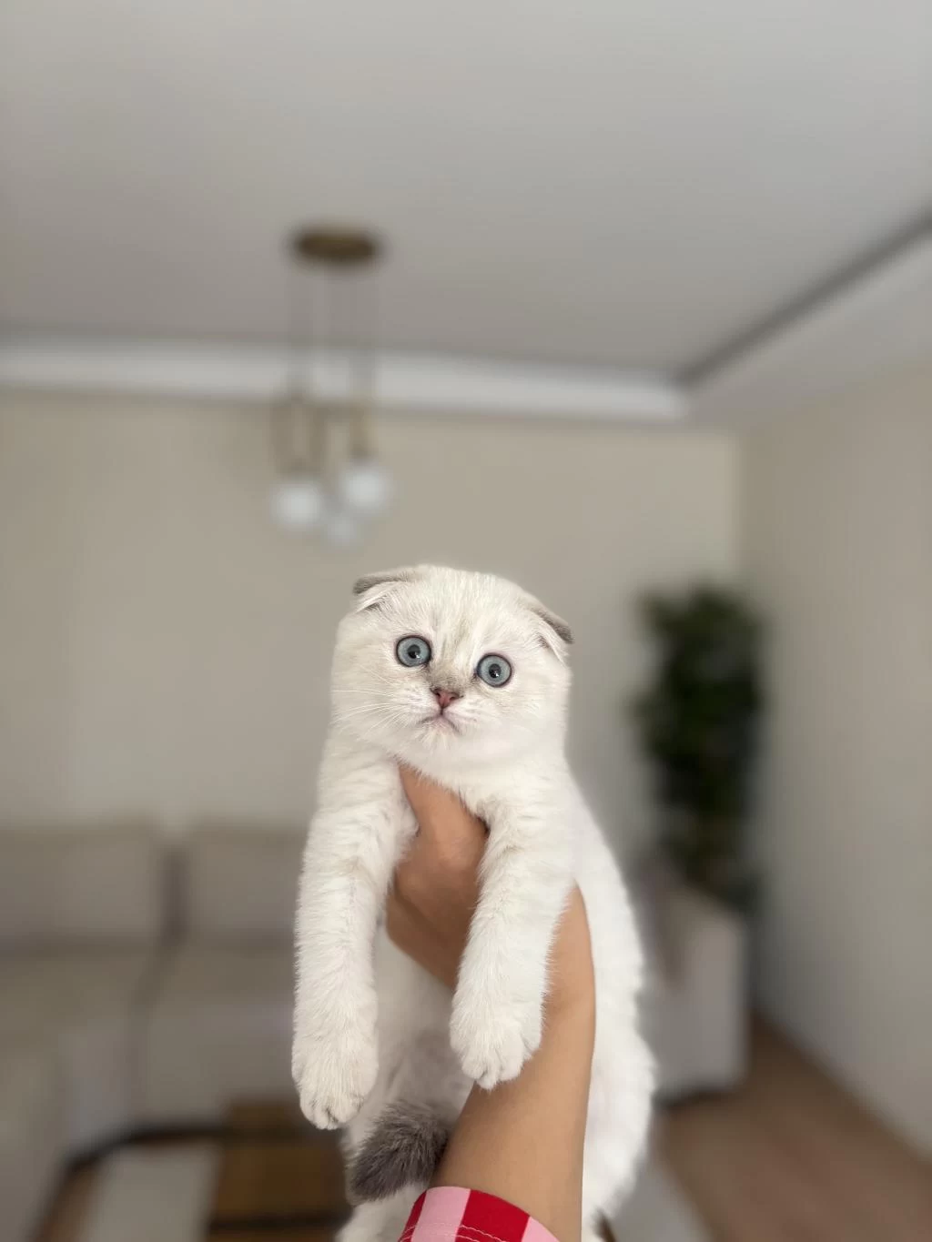 Scottish Fold Silver Yavrularim