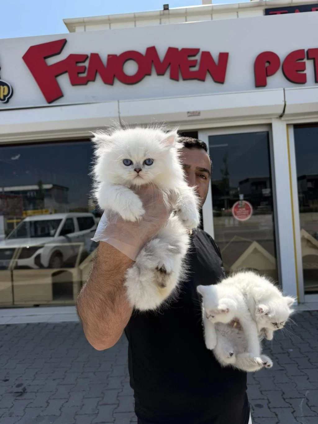 Kedi Dünyasindan Renk Renk British Yavrular Ankara