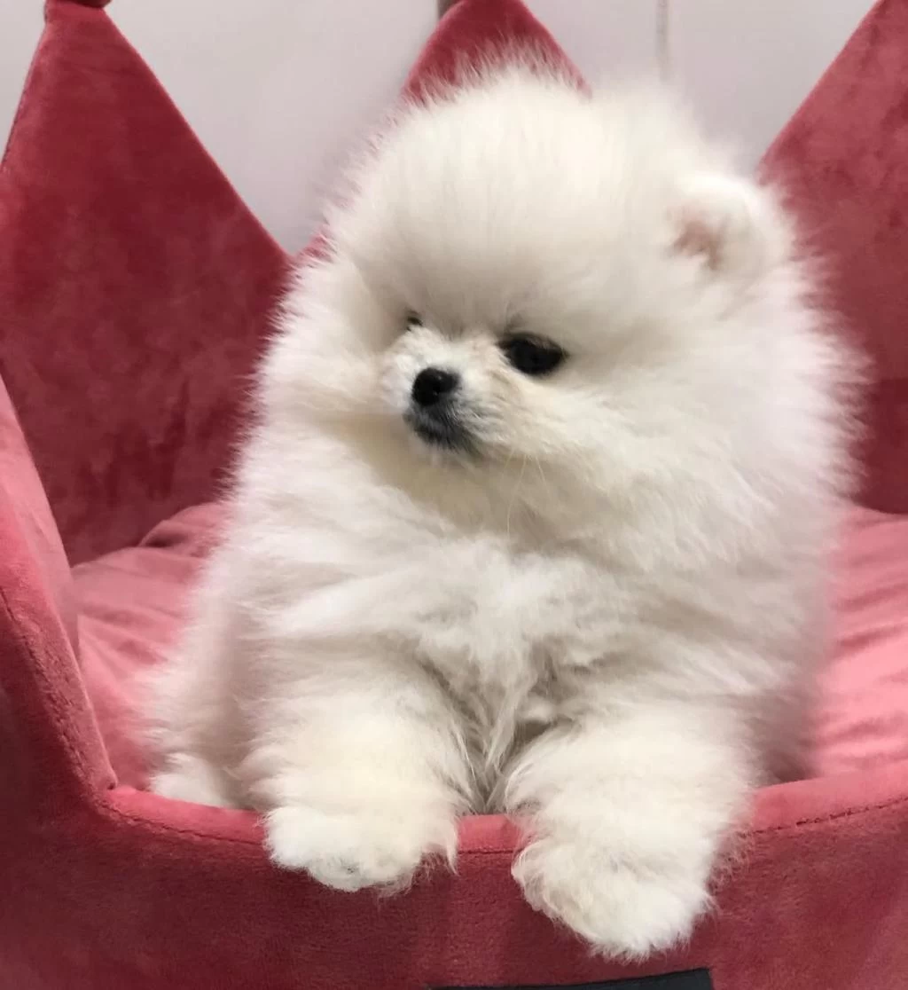 Pomeranian Boo Teddy