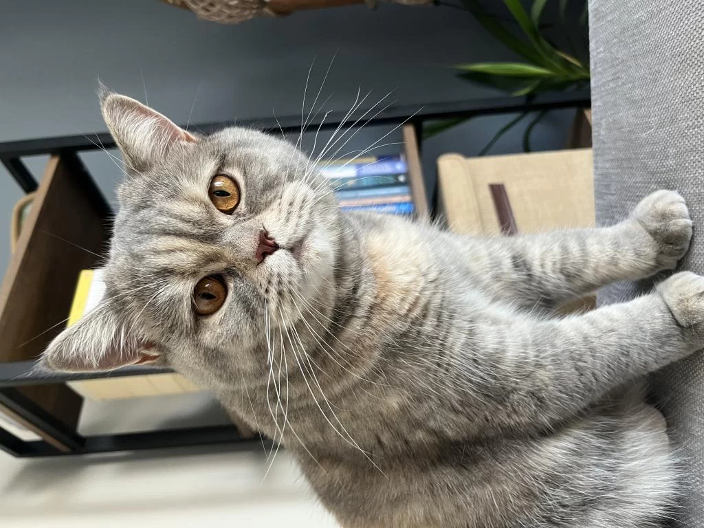 Tekirdağ British Shorthair Kedisi