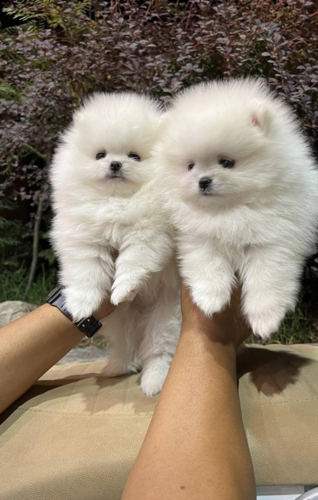 Pomeranian Boo Teddy Bear