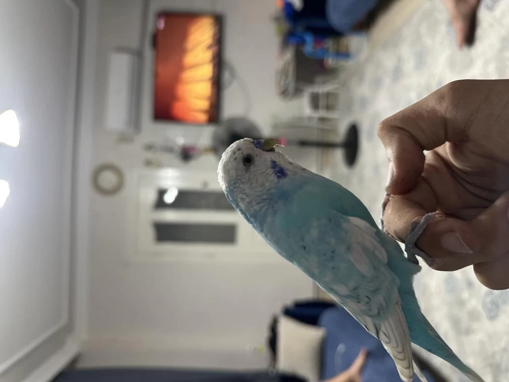 Full Evcil Konuşan Şov Jumbo Muhabbet Kuşu