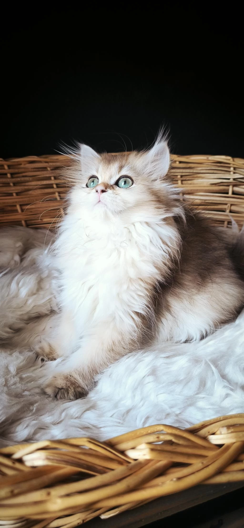 3 Buçuk Aylık Dişi British Longhair