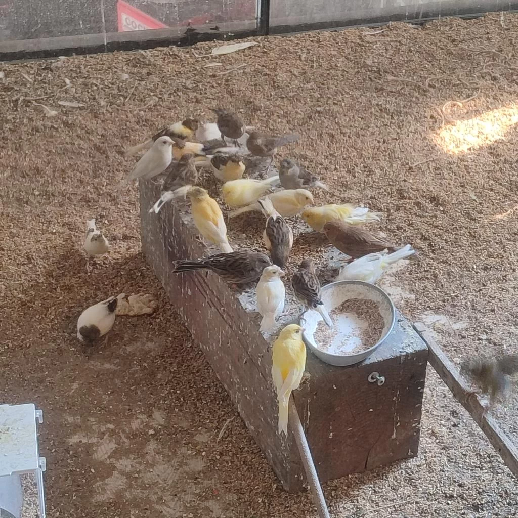 Uygun Fiyata Kanarya İsteyene Toplu Da Verilebilir
