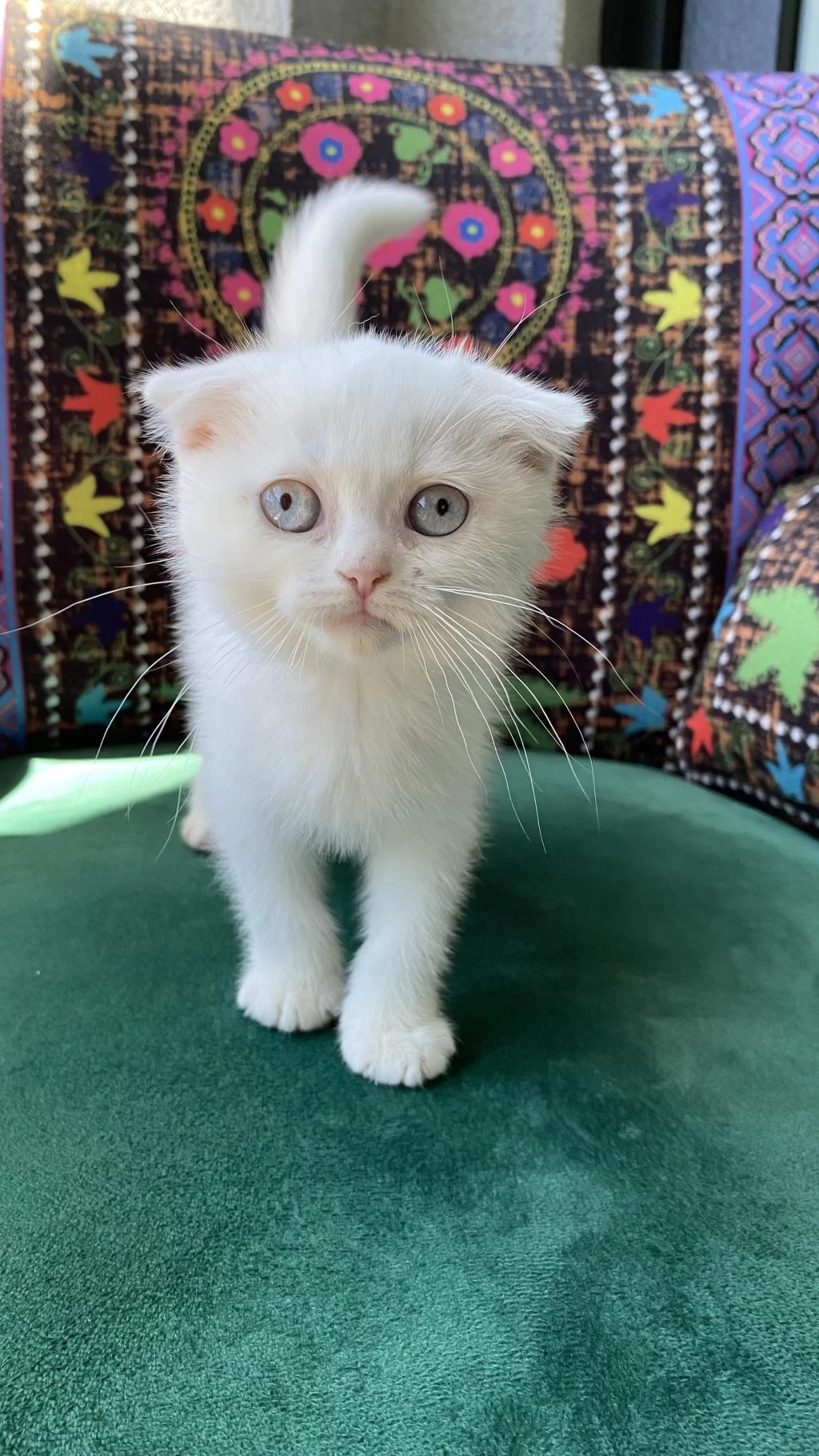 Kırık Kulak Pamuk Gibi Yavru Scottish Fold
