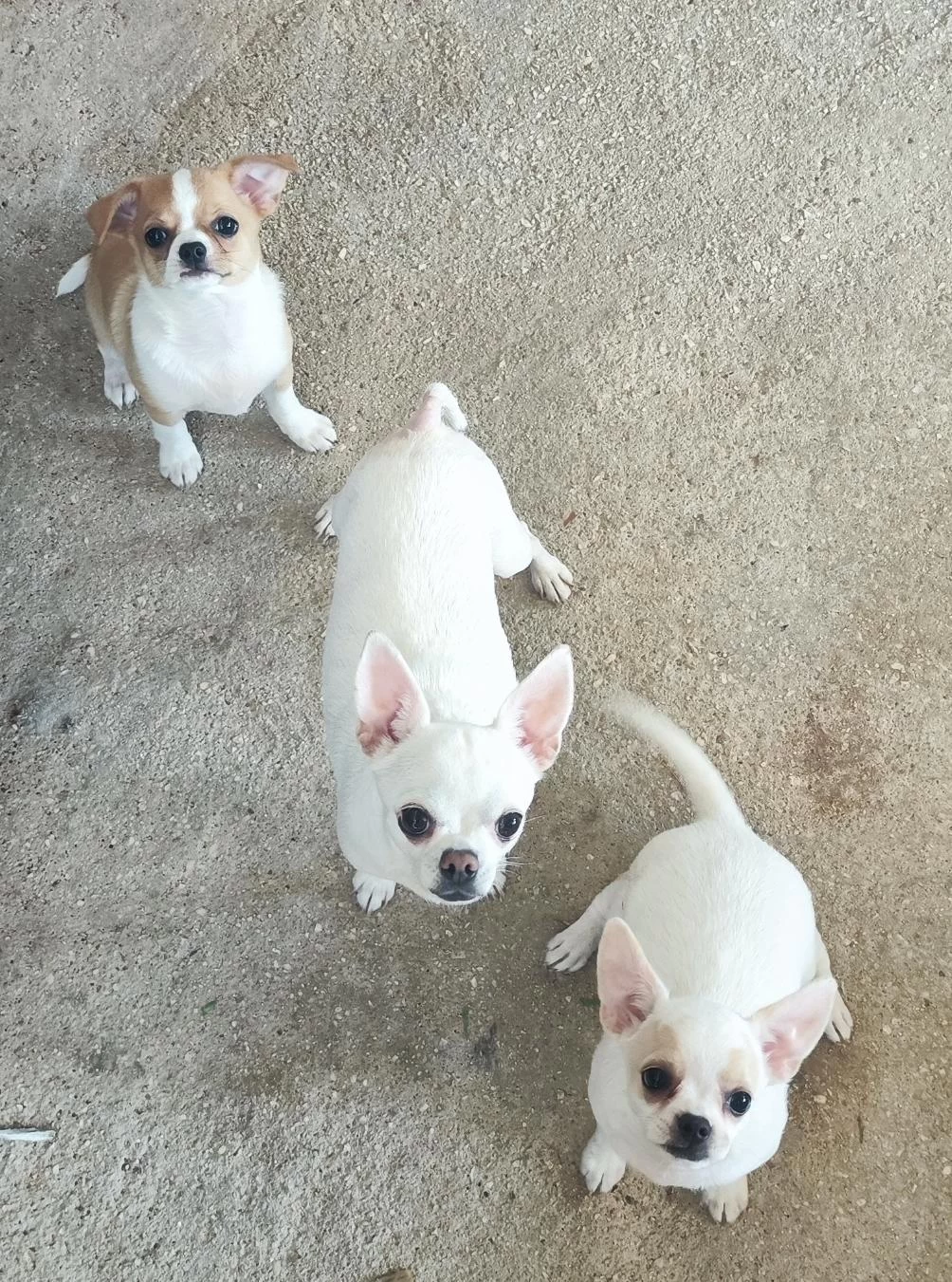 4 Aylık Chihuahua Erkek İsmi Casper
