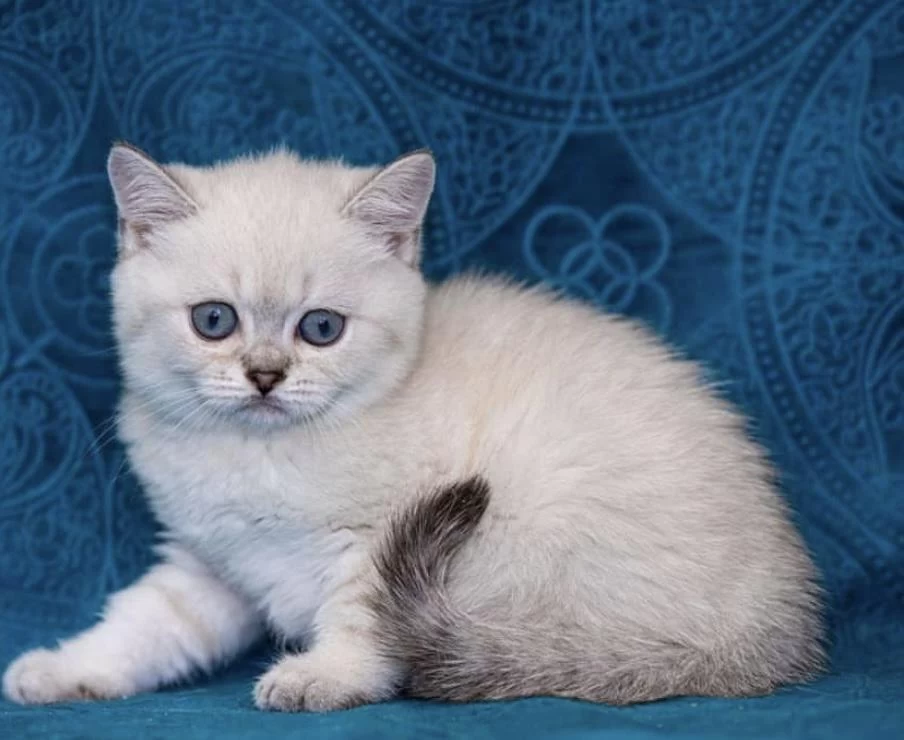 British Shorthair Silver Yavrularim