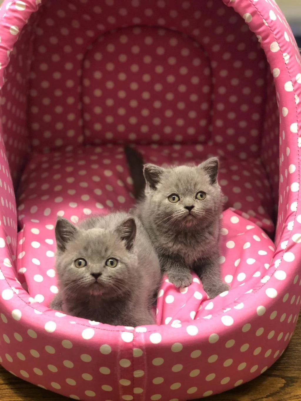 British Shorthair Gri Yavrularim