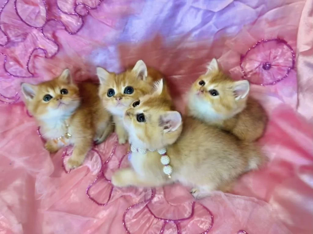 British Golden Bebekler