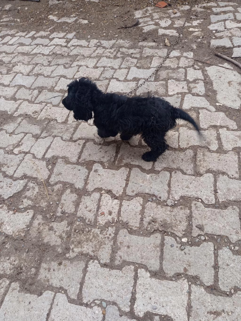 Toy Poodle Köpeği Siyah