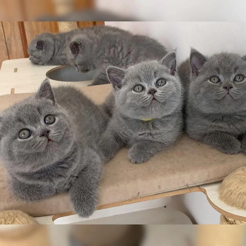 British Shorthair Yavrulari