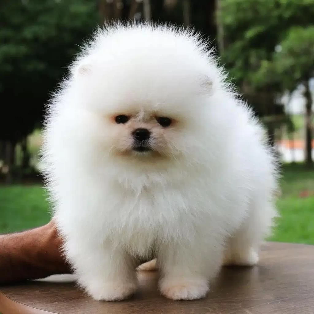 Ayi Surat Pomeranian Yavrulari