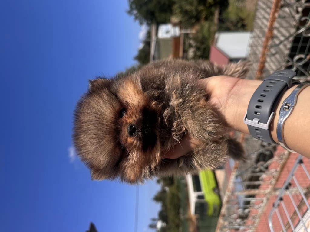 Safkan Pomeranian Boo Orange
