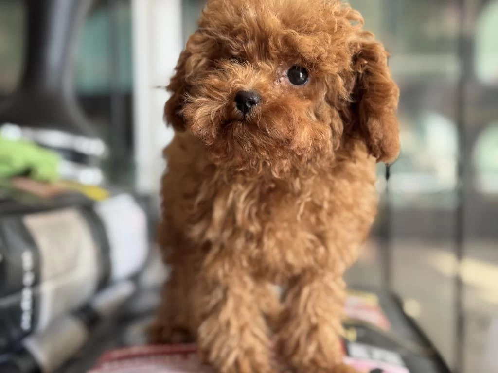 Pemode Den 5 Aylık 700 Gr Tea Cup Kore Poodle Yavrumuz