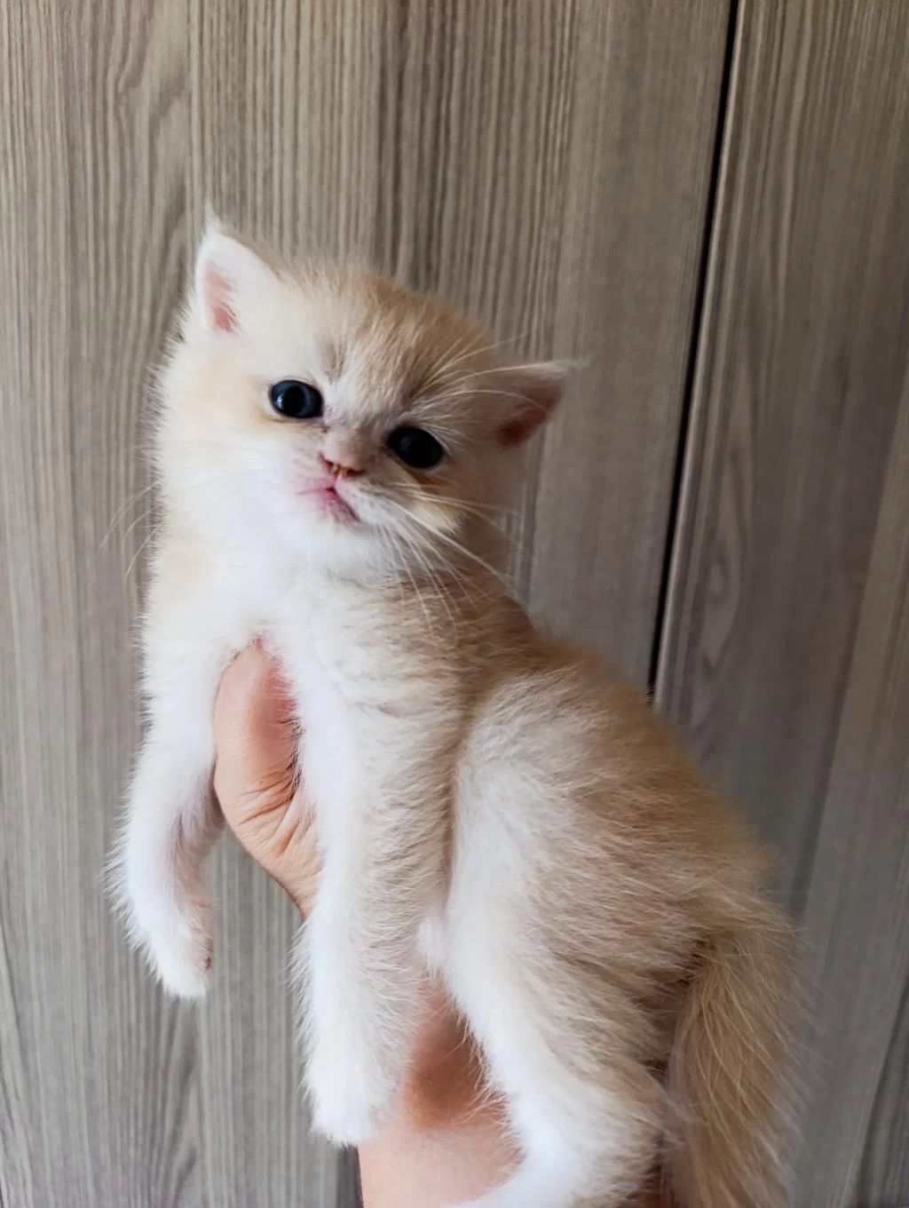 Lilac Golden Erkek Yavru British Shorthair