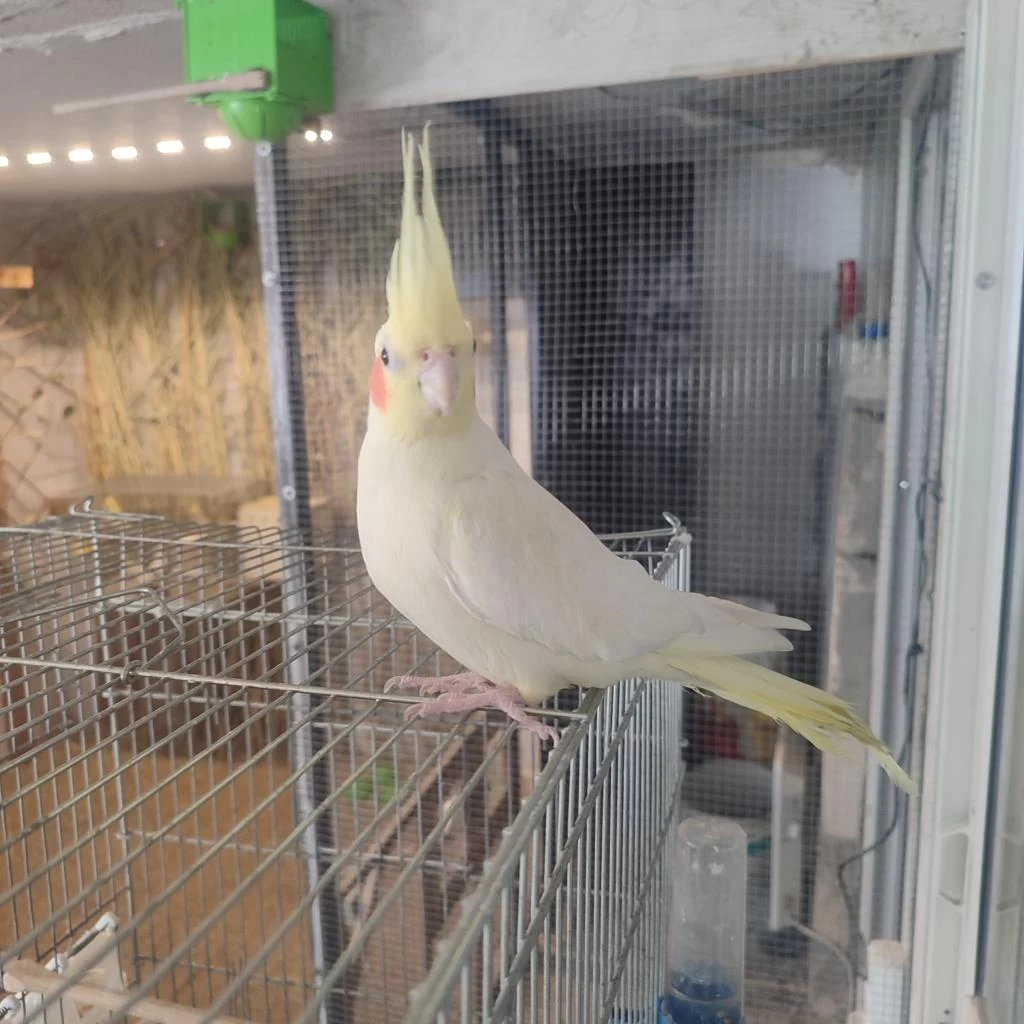 Dişi Lutino Sultan Papağanı