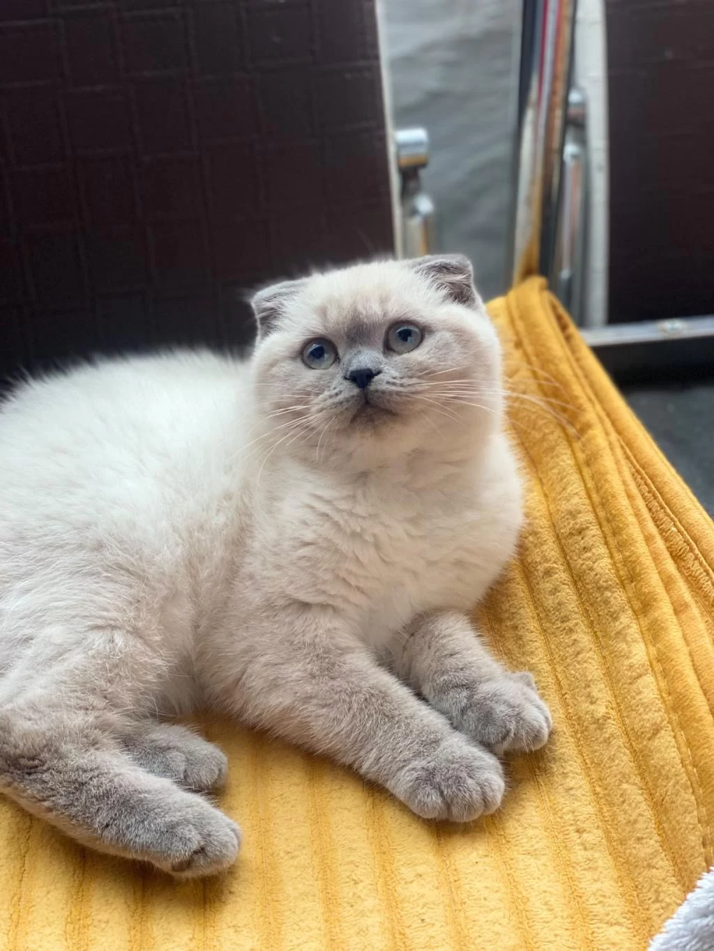 Kalbinizi Çalmaya Hazır Mavi Gözlü Bir Scottish Fold