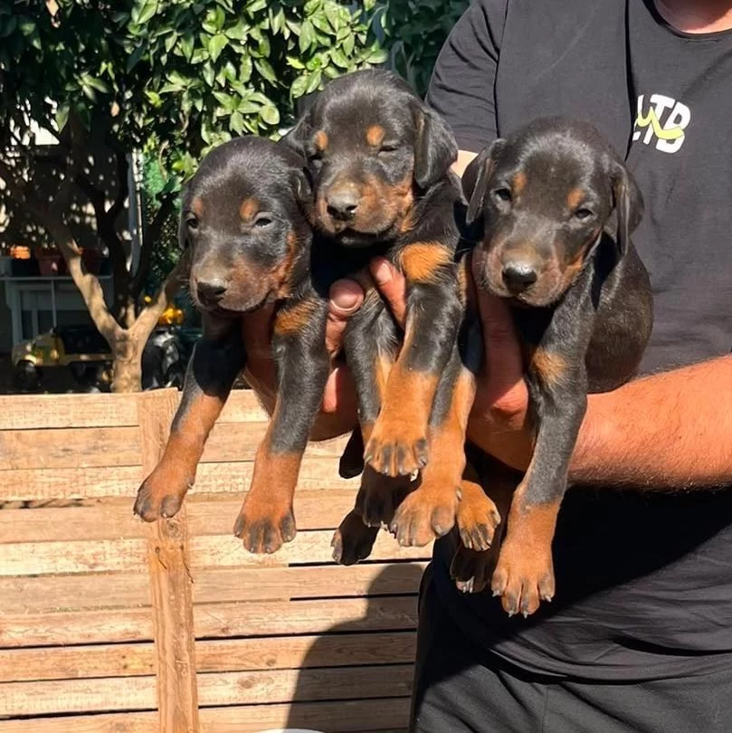 Doberman Dişi Erkek Bebekler
