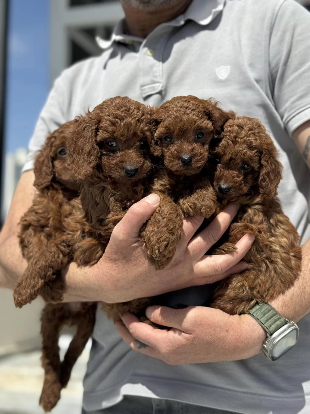 Petmode Köpek Çiftliğinde Ziyarete Açık Toy Poodle