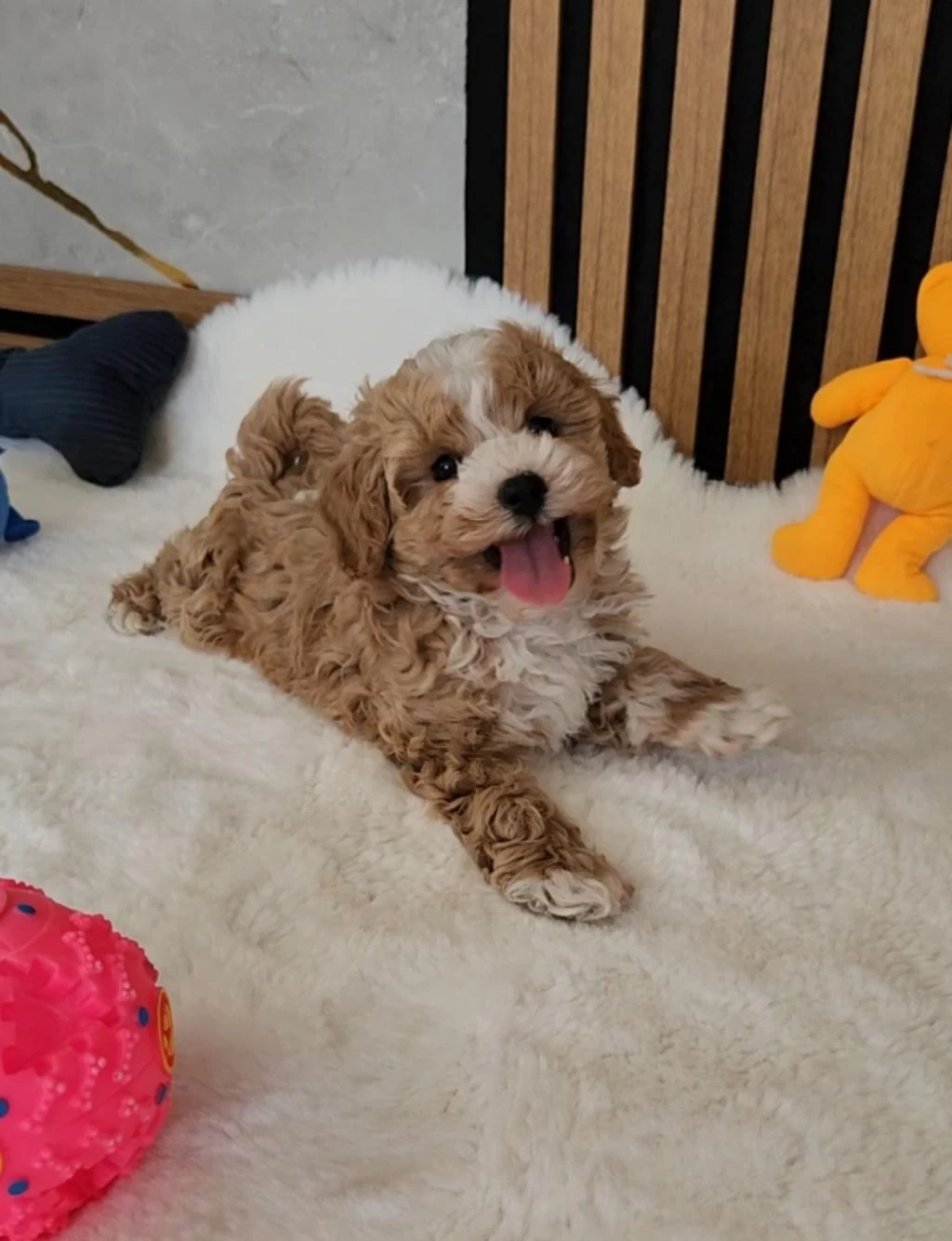 Maltipoo Yavrularimiz