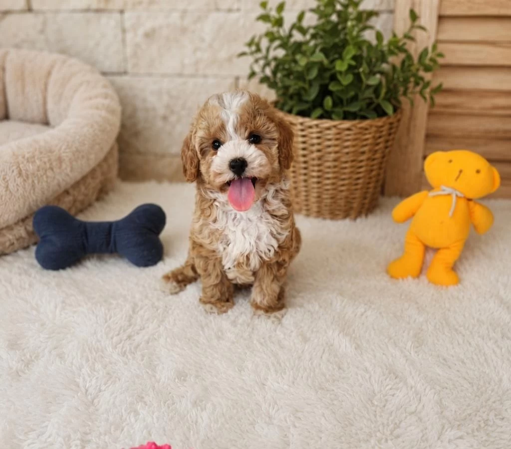 Maltipoo Yavrularimiz