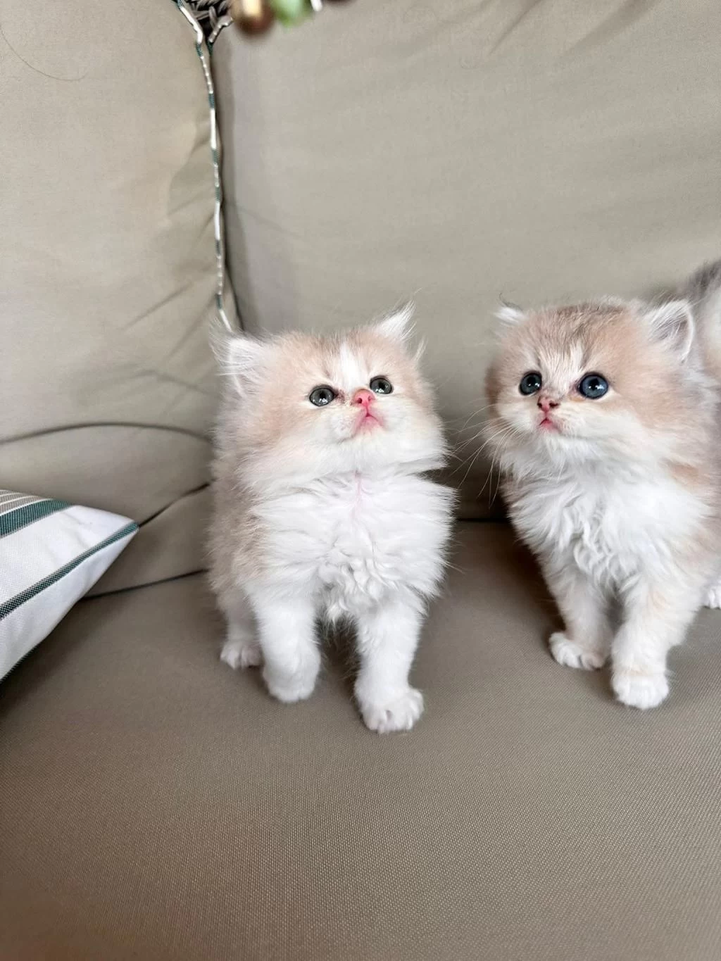 British Longhair Yavrular