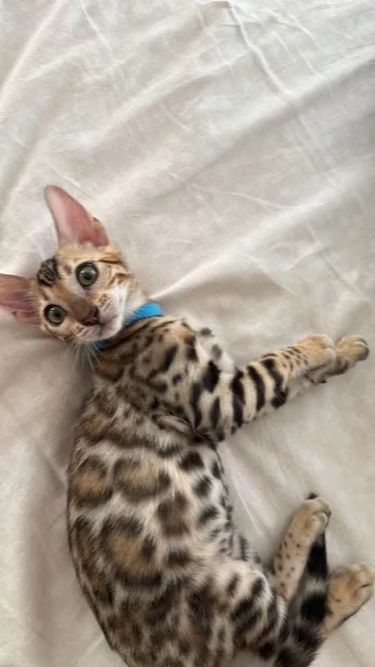 Bengal Kedisi Yavrulari
