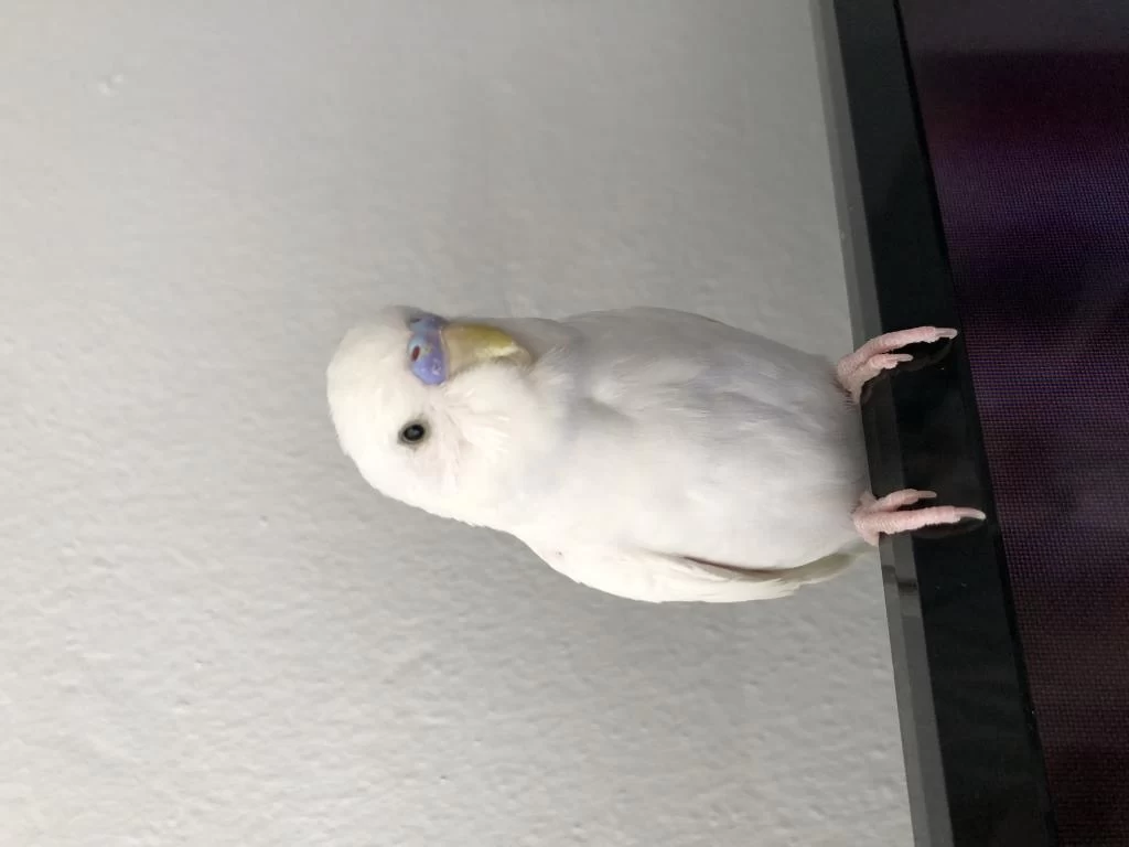 Albino Muhabbet Kuşu