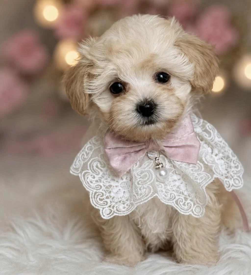 Teacup Maltipoo Bebekler