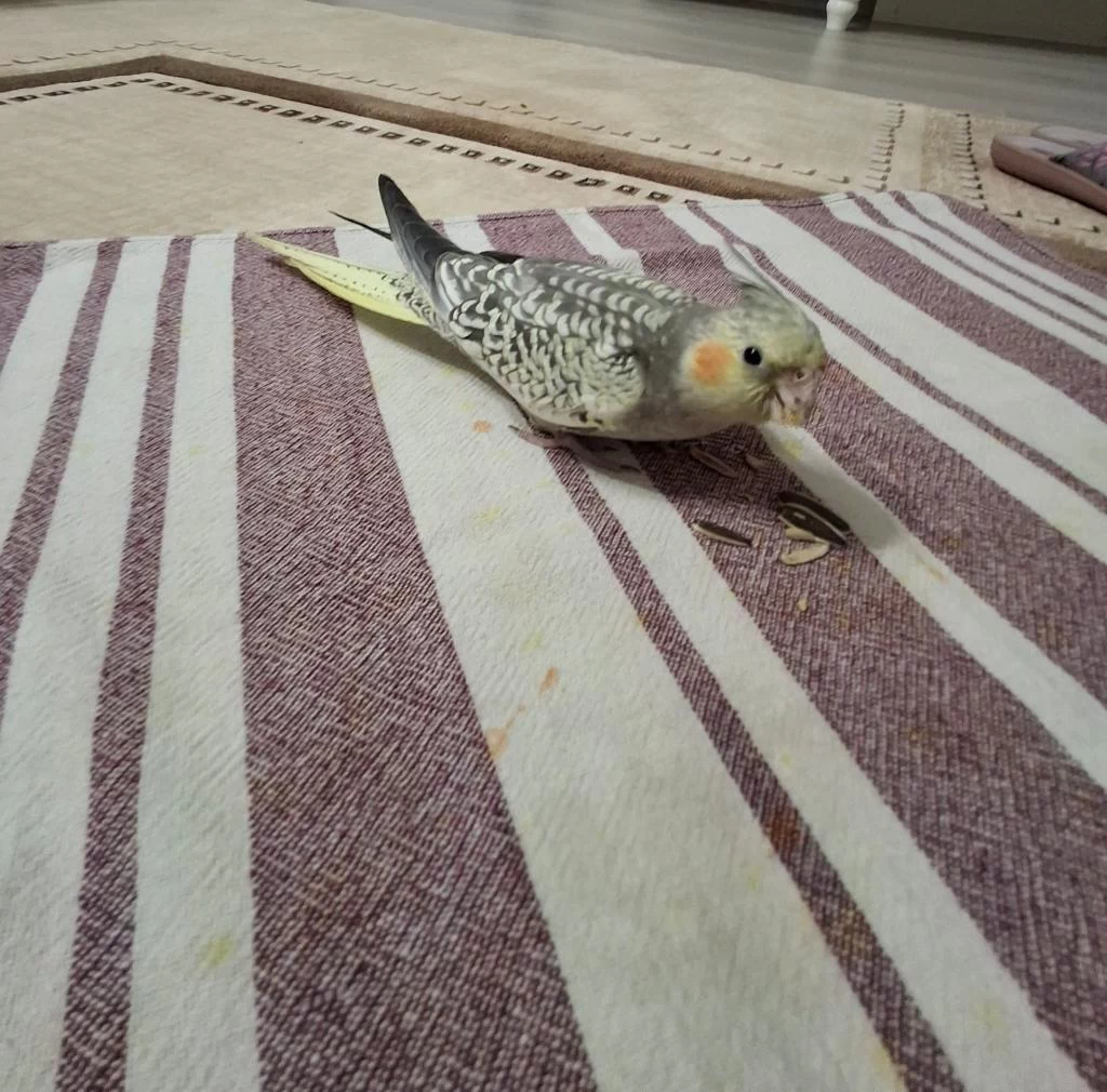 Full Evcil Sultan Papağanı
