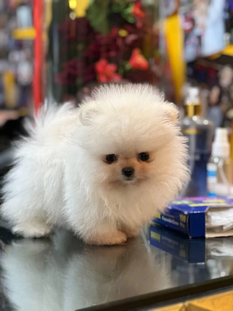 Orjinal Ayıcık Suratlı Pomeranian Boo Teddy