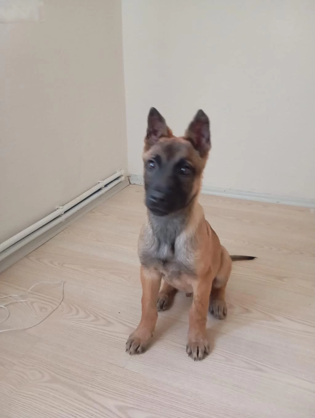 Safkan Malinois Yavrularimiz