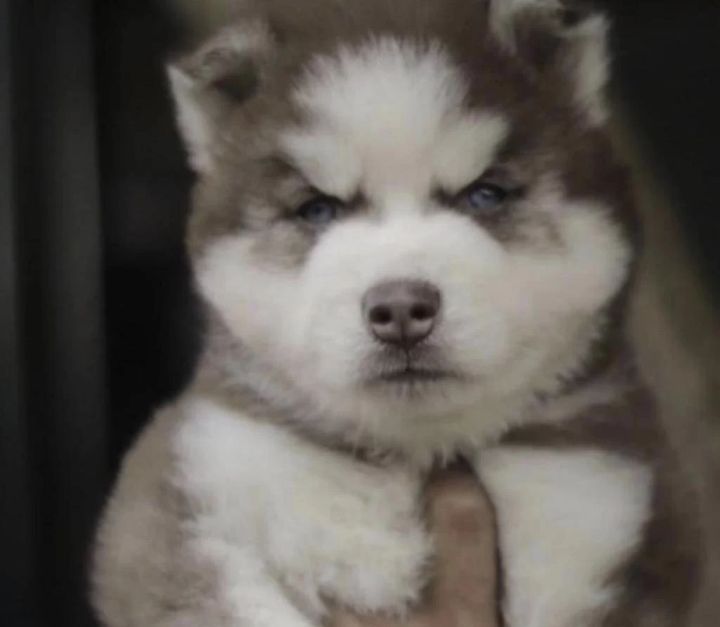 Sibirya Kurdu (husky) Köpeğimiz