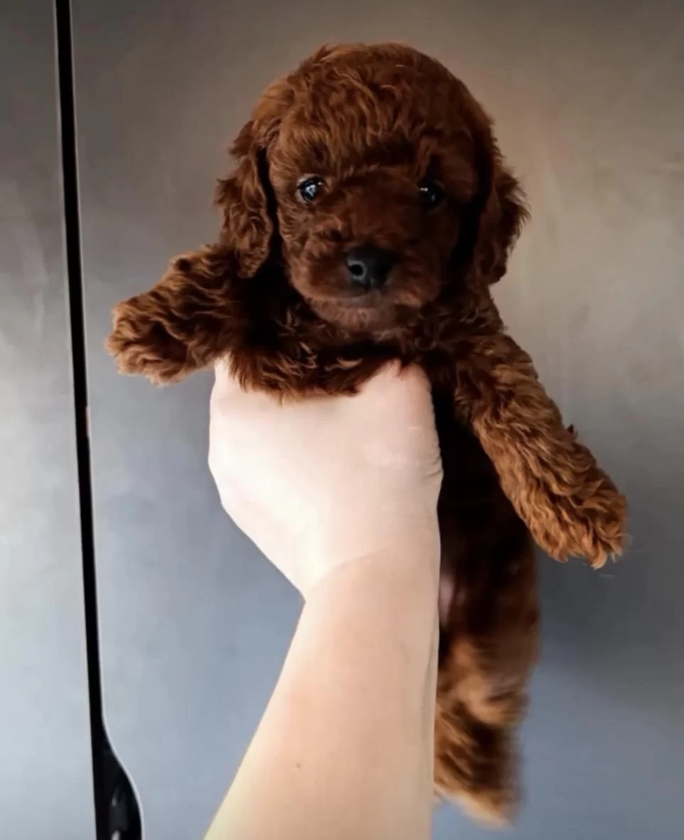 Red Brown Poodle Yavru