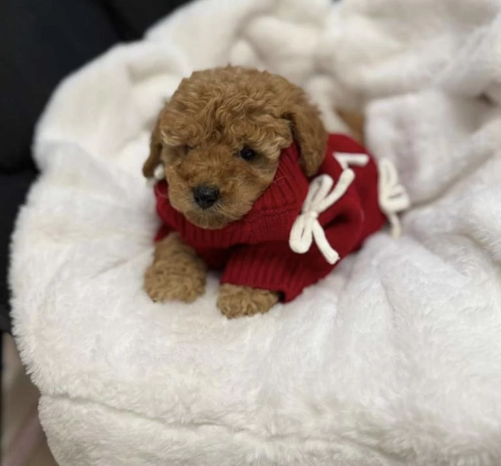 Sağlıklı Red Brown Poodle