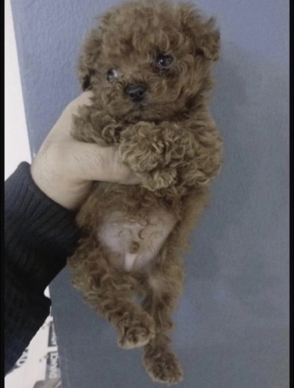 Red Brown Poodle Köpeğimiz