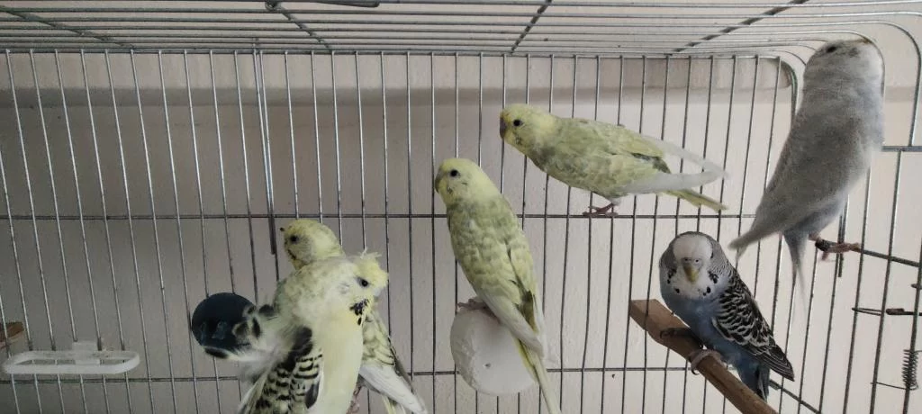 Muhabbet Kuşları İster Besleyin İster Damızlık Yapın