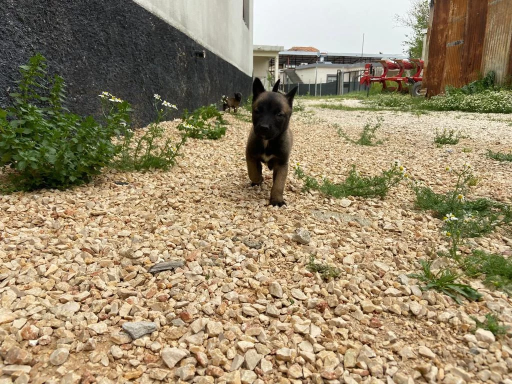 Safkan Malinois Yavrularimiz