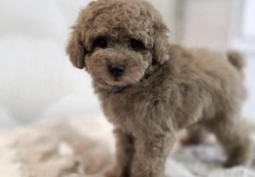 Toy Poodle Cinsi Yavru