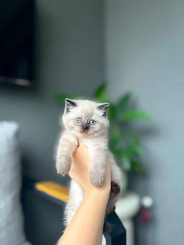 British Shorthair Chocalate Point Yavrularim